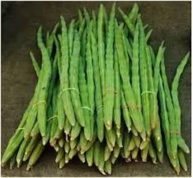 Drumstick Ongole ODC 3 Tree Type native seeds