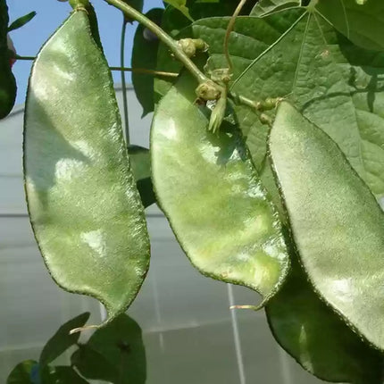 Elephant Ear Bean Gardening seeds