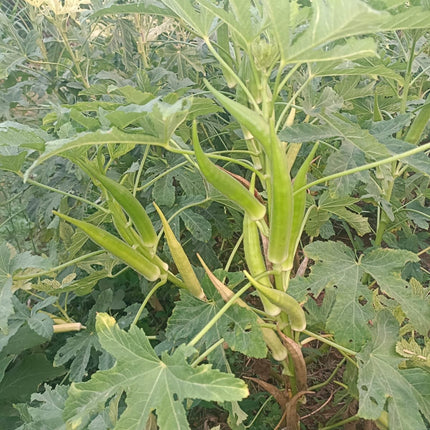Heirloom green candle fire okra seeds
