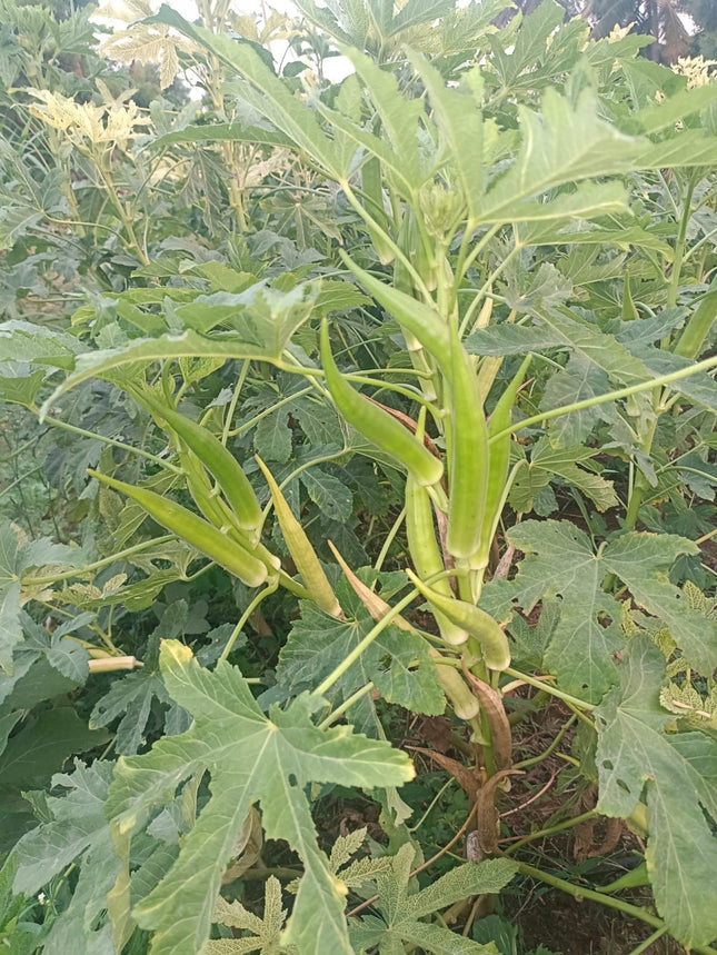 Heirloom green candle fire okra seeds