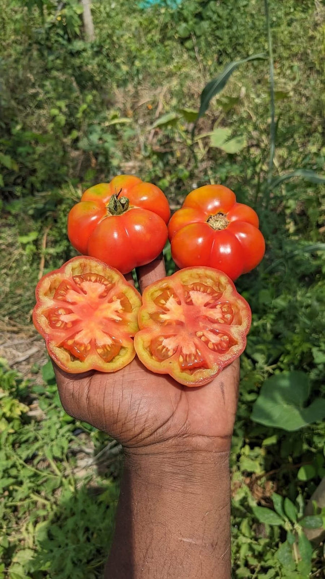 Native Polur Ribbed Tomato Seeds