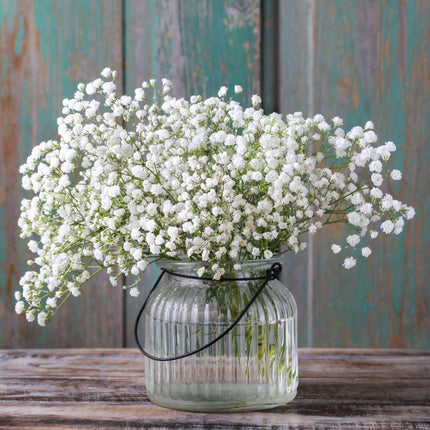 Gypsophila White Flower Seeds–Babys Breath-Ideal for Bouquets and Borders