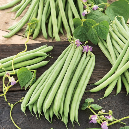 Climbing French Green Bean Seeds