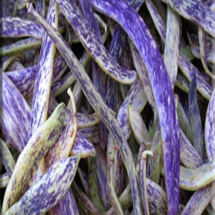 Dragon Tongue Bean Gardening Seeds