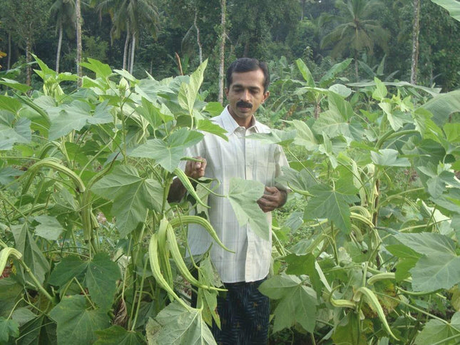 Indigenous Elephant Tusk Okra Seeds