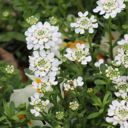 Candituft White Flower Organic Open Pollinated Seeds