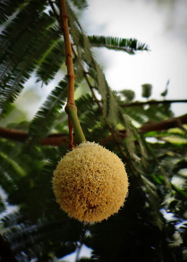 Parkia biglandulosa tennis ball tree seeds