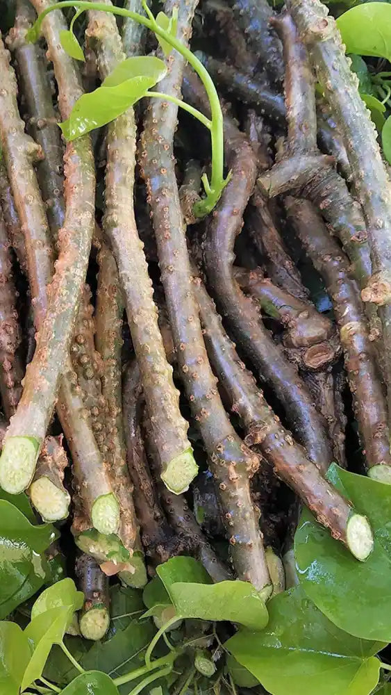 Giloy Tinospora cordifolia Live plant cuttings - Fever Cure