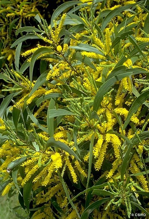Acacia Auriculiformis Bengali Babul Tree Seeds (4)