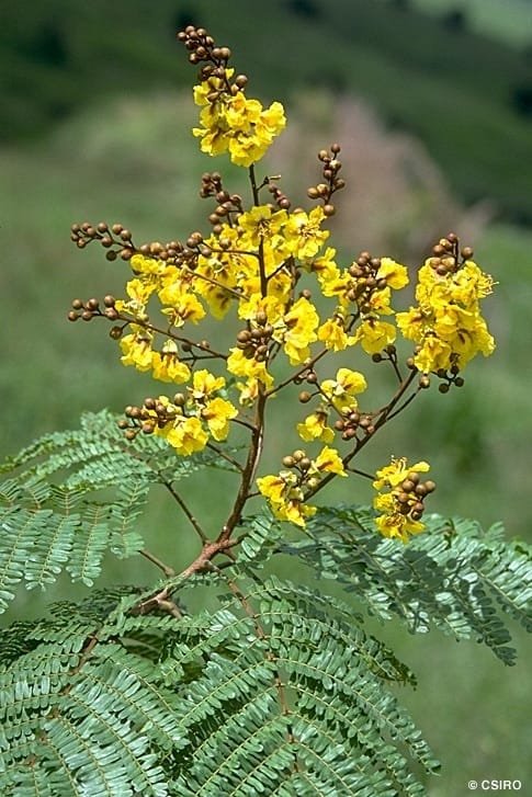 Peltophorum pterocarpum Yellow Gold Mohar tree seeds (62)