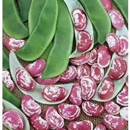 Double Beans Red Gardening Seeds