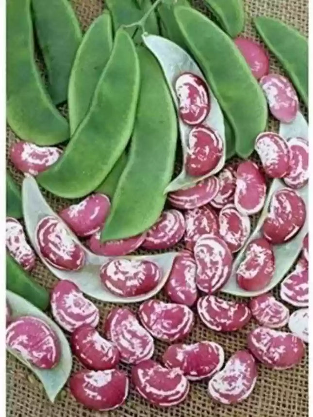 Double Beans Red Gardening Seeds