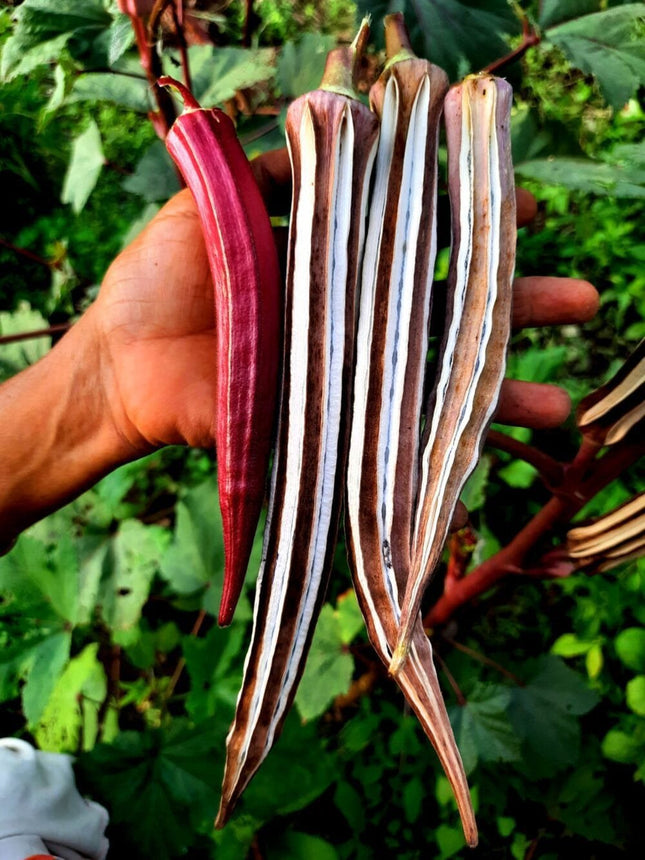 Red Okra vegetable OP Seeds