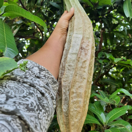 Native Ghost Ridgegourd Seeds