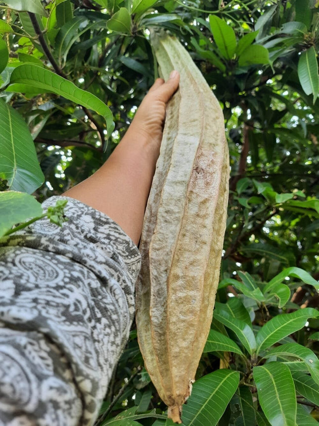 Native Ghost Ridgegourd Seeds