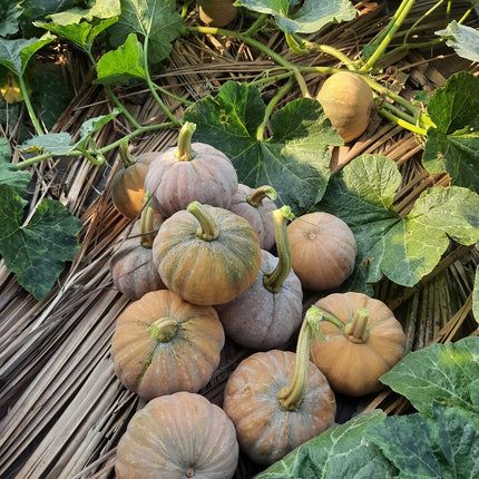 Small Pumpkin Chittu Poosani high yielding vegetable seeds