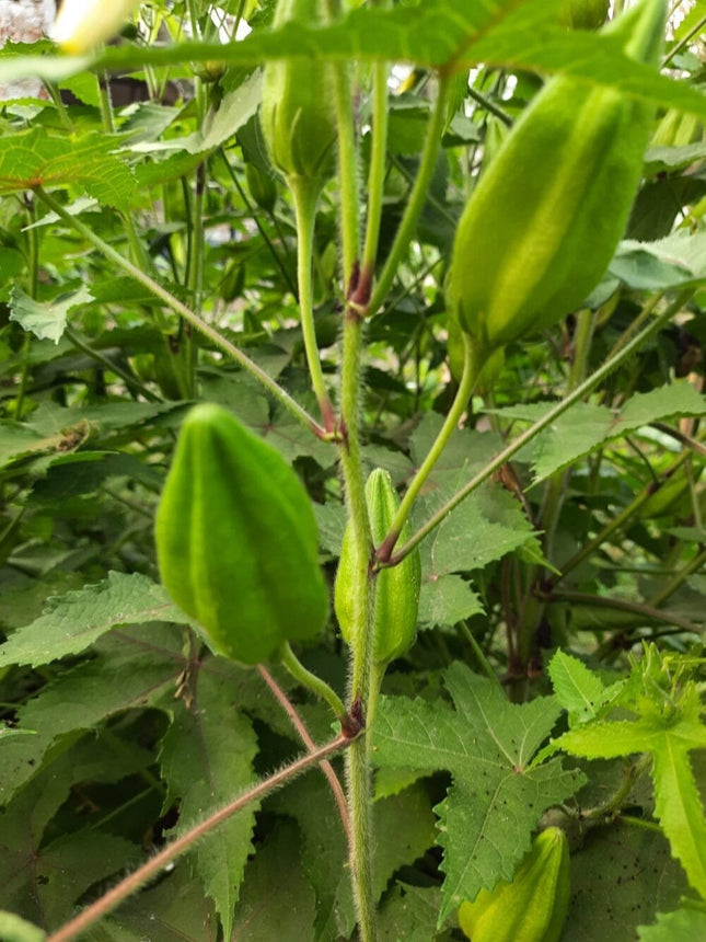 Musk Mallow Kasthuri Okra Seeds