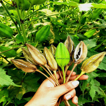 Musk Mallow Kasthuri Okra Seeds