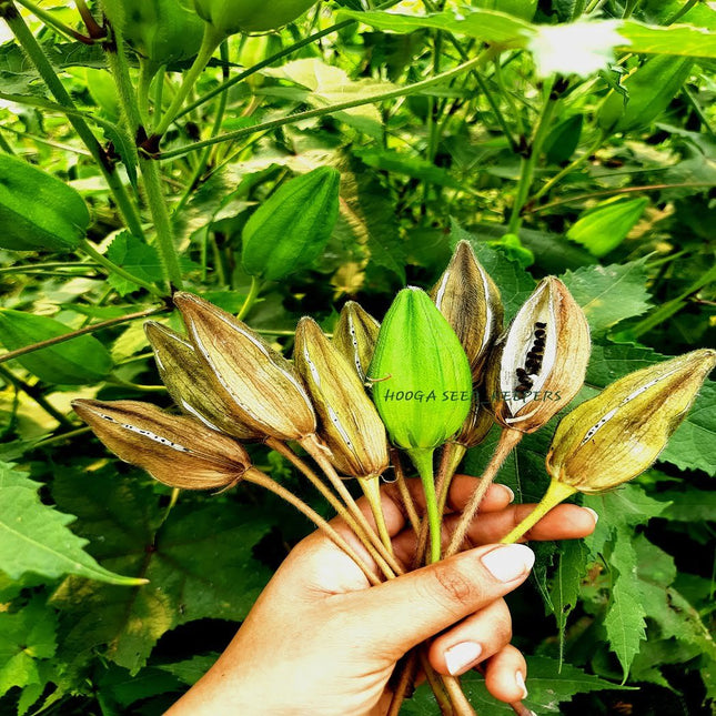 Musk Mallow Kasthuri Okra Seeds