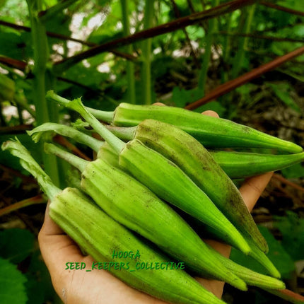 Indigenous Forest Okra Seeds