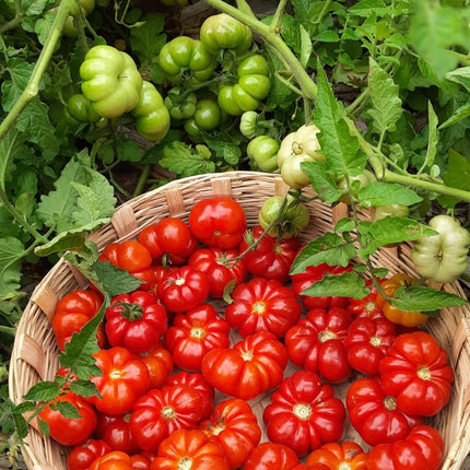 Heirloom Trefle Du Togo Tomato seeds