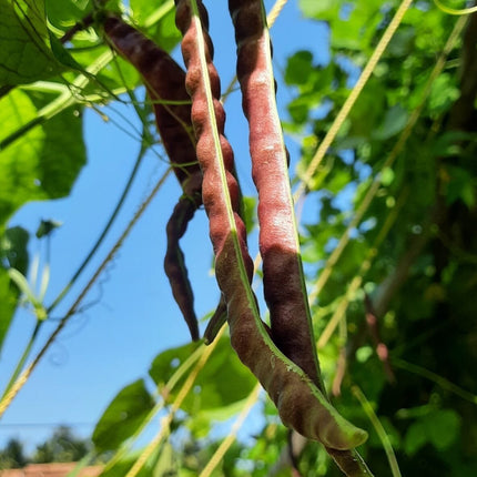 Red Fibreless Cow pea heirloom seeds