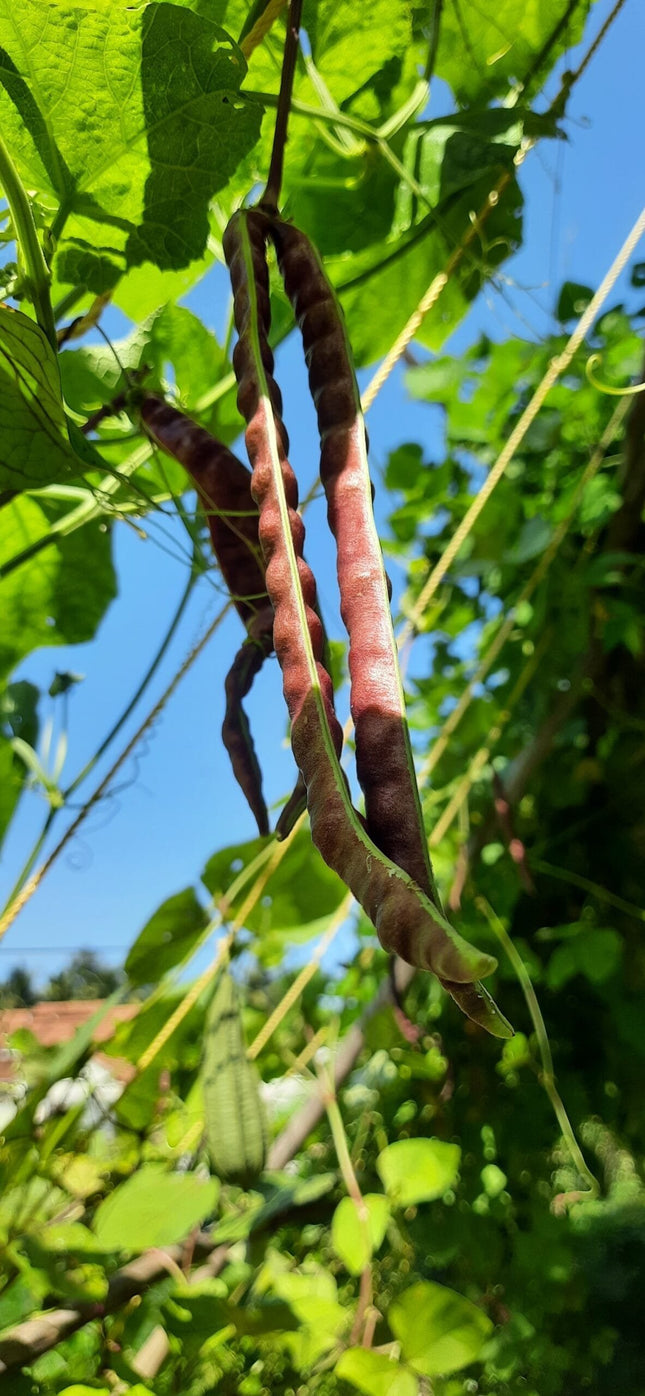 Red Fibreless Cow pea heirloom seeds
