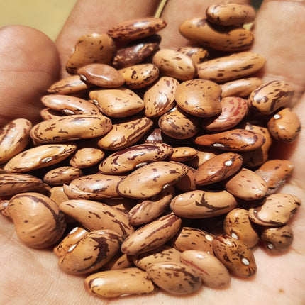 Dragon Tongue Bean Gardening Seeds