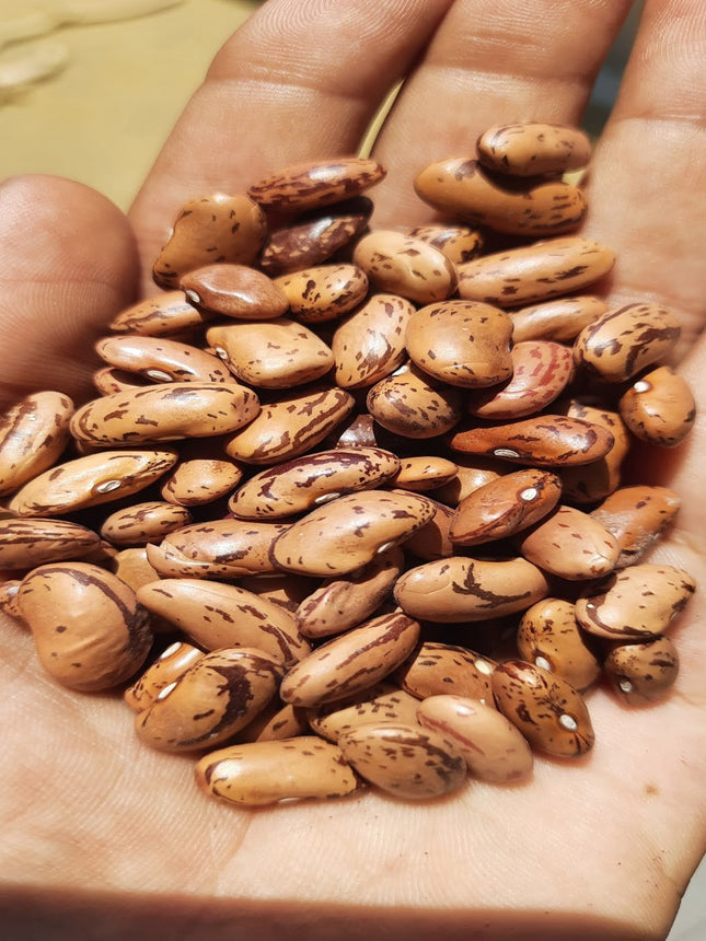 Dragon Tongue Bean Gardening Seeds