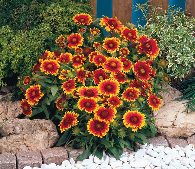 Gaillardia Flower OP seeds-Best For Indian Gardens