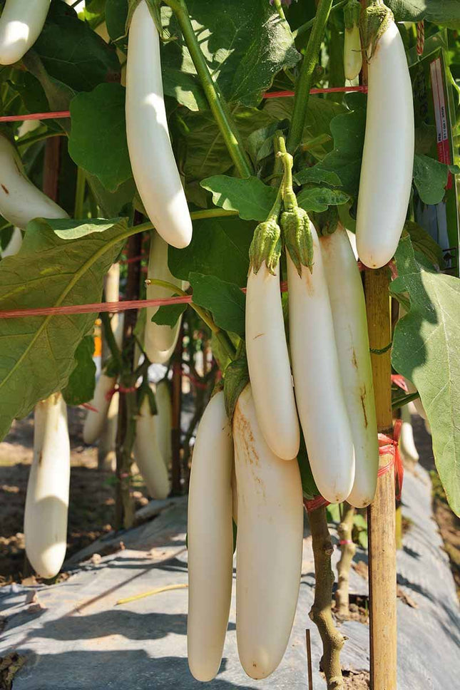 White Brinjal Long open Pollinated Seeds