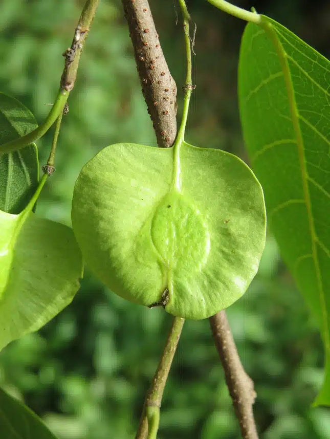 Holoptelea Integrifolia organic tree seeds (46)