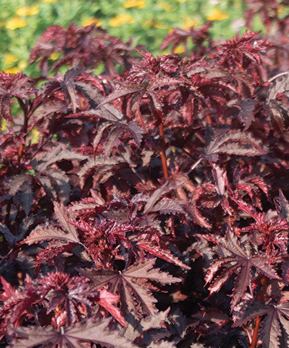 Cranberry Hibiscus Gongura Red Leaves vegetable seeds