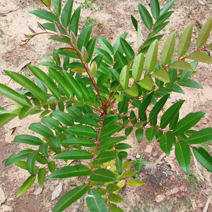 Simarouba glauca paradise tree seeds (75)