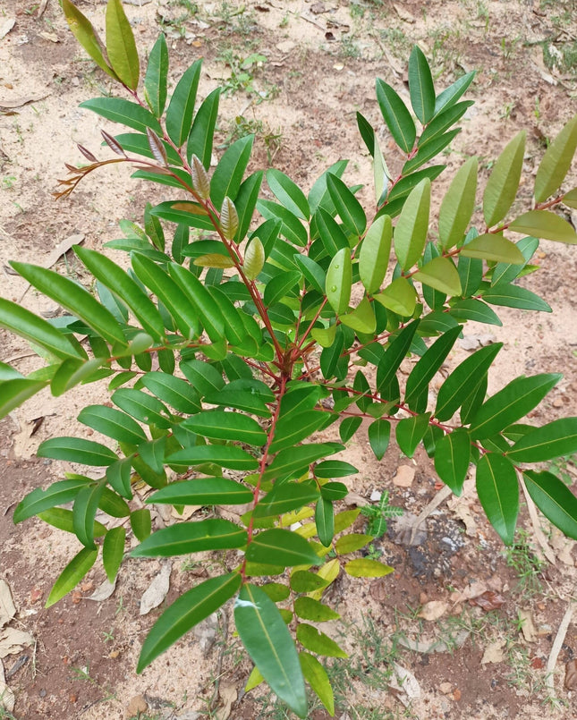 Simarouba glauca paradise tree seeds (75)