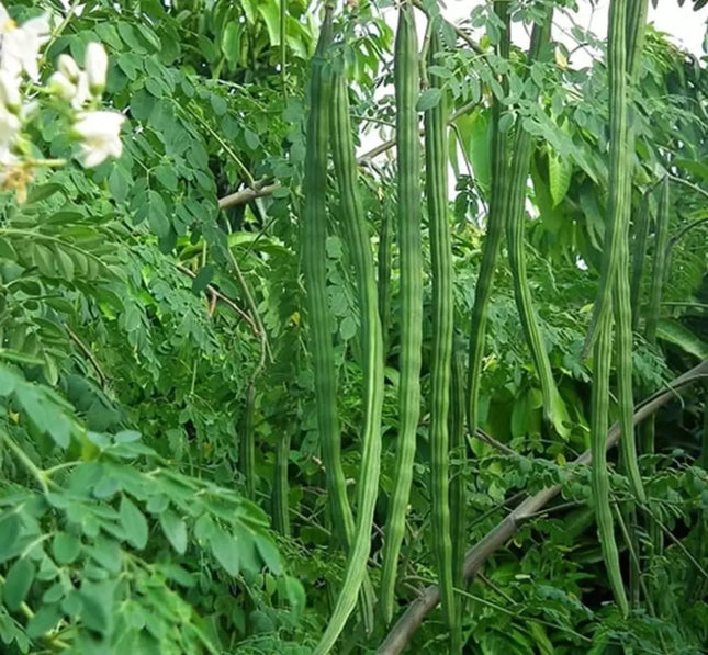 Drumstick Periyakulam PKM Bush Type seeds