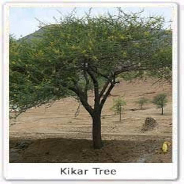 Safed kikar Acacia leucophloea tree seeds