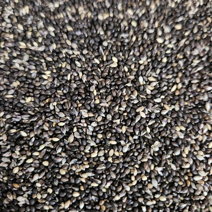 Native Black Foxtail Millet Seeds (Karuppu Thinai) | Heirloom | Open Pollinated | Non-GMO | Traditional Millet Seeds