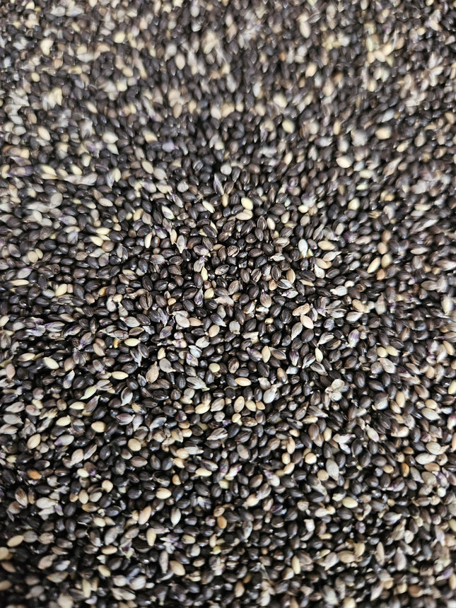 Native Black Foxtail Millet Seeds (Karuppu Thinai) | Heirloom | Open Pollinated | Non-GMO | Traditional Millet Seeds