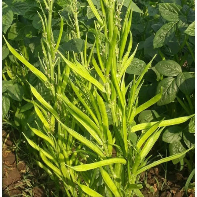 Cluster Beans Long Gardening Seeds