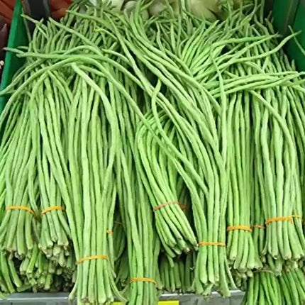 Bush Green CowPea Gardening Seeds