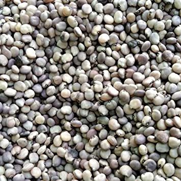 Cluster Beans Short Local Gardening Seeds