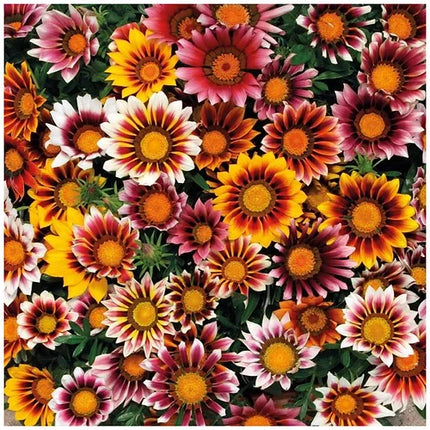 Gazania Sunshine Mix Flower Seeds-Easy To Grow In Pots