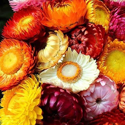 Helichrysum Dwarf Mix Flower Seeds-Everlasting Flower For Borders