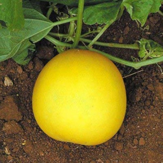 Round cucumber Seeds
