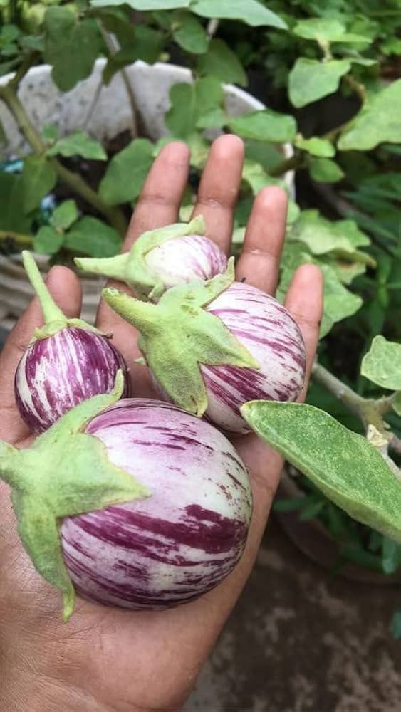 Purple Striped Brinjal Open Pollinated Seeds