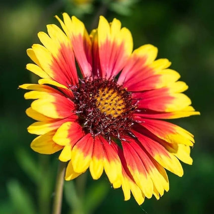 Gaillardia Flower OP seeds-Best For Indian Gardens
