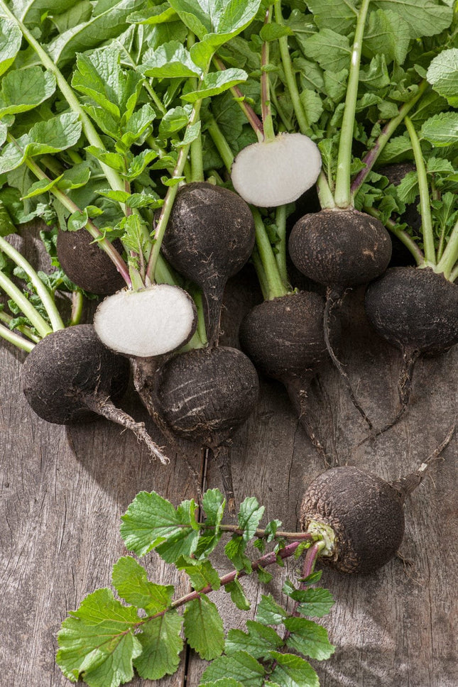 Heirloom Black Spanish round Radish seeds