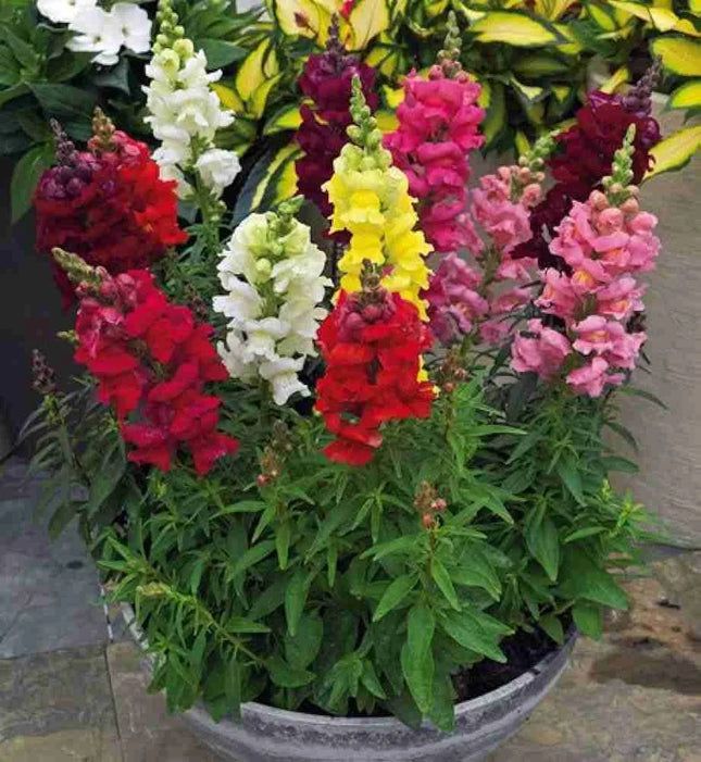 Antirrhinum Semi Tall Flower seeds-Easy To grow/ Perfect for Terrace gardens