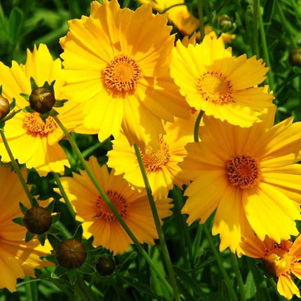 Coreopsis Mayfield Beauty Flower Seeds-Easy To Grow/Best For Terrace Garden